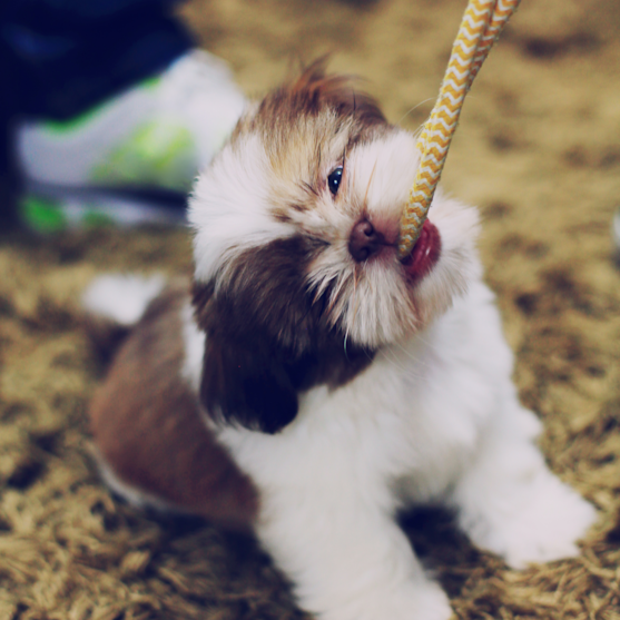 shih tzu puppy shih tzu puppy chewing a rope